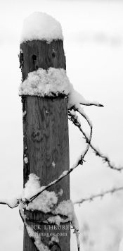 Winter Post